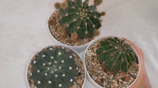 Эхинопсис Echinopsis, чем он меня удивил...#echinopsis #cactus