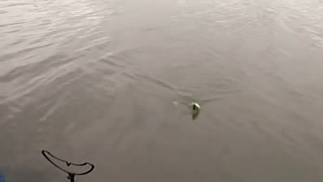 Прудовая ловля по английски.