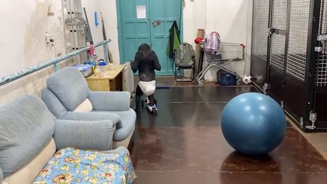 После представления у шимпанзе Бони смотреть онлайн