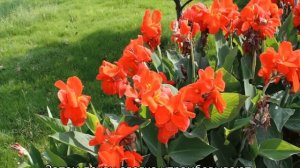 Цветы канны: выращивание в саду