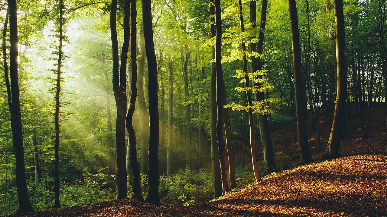 Andres Danchin - Sunrise in the Forest (Promo Version)