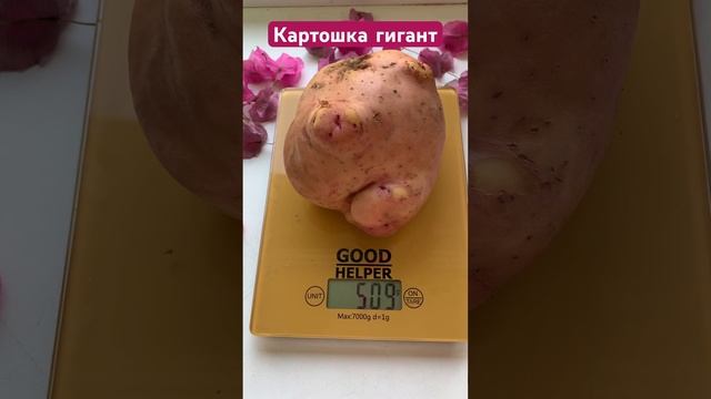 Картошка Свинка? Сколько весит⁉️#хантымансийск #картошка смотреть онлайн