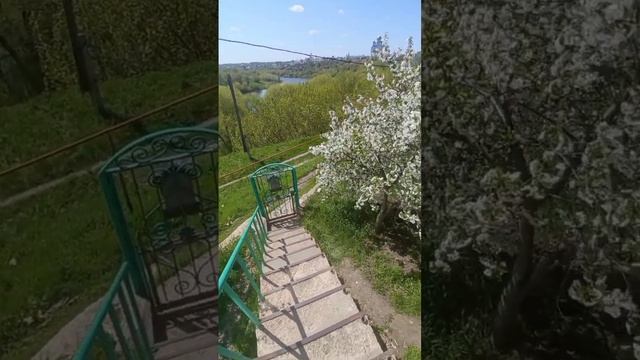 цветение вишни.? смотреть онлайн