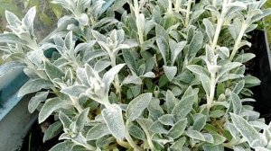 Чистец шерстистый. Стахис византийский.