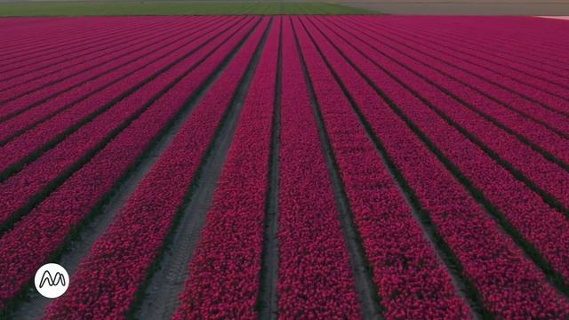Beautiful Instrumental Music for Stress Relieving, Positive Energy, Mood Lifting [Blooming Meadows] смотреть онлайн