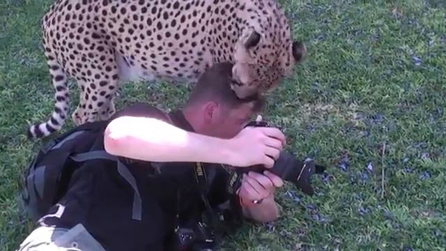 Гепард съел фотографа. Cheetah ate photographer. смотреть онлайн