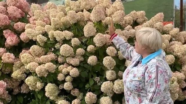 ВЫСОКОРОСЛЫЕ СОРТА ГОРТЕНЗИЙ смотреть онлайн