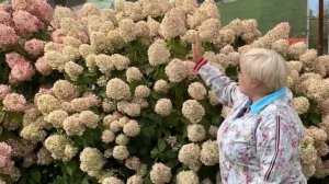 ВЫСОКОРОСЛЫЕ СОРТА ГОРТЕНЗИЙ