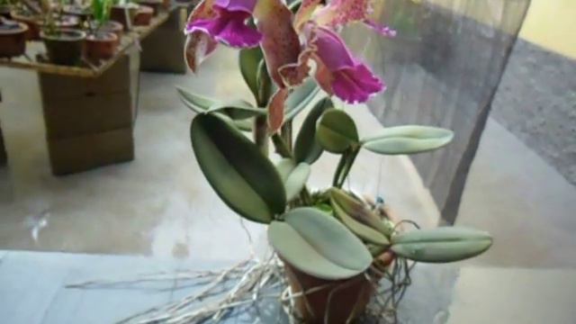 Orquidea C. Kerchoveana Self смотреть онлайн