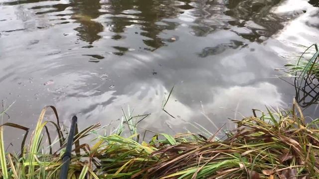 Приманки Trout Zone | Ловля Форели | Клевое Место смотреть онлайн