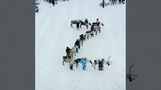 Народы севера -ZV