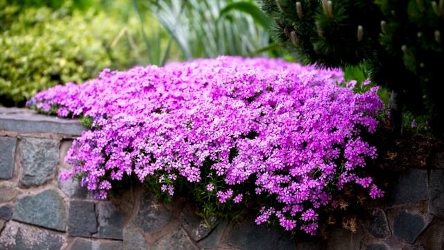 ФАВОРИТ Почвопокровных Растений и Цветов ? ШИКАРНО Цветет пеной Цветов разнообразной окраски