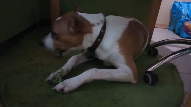 Собака кушает брокколи. смотреть онлайн