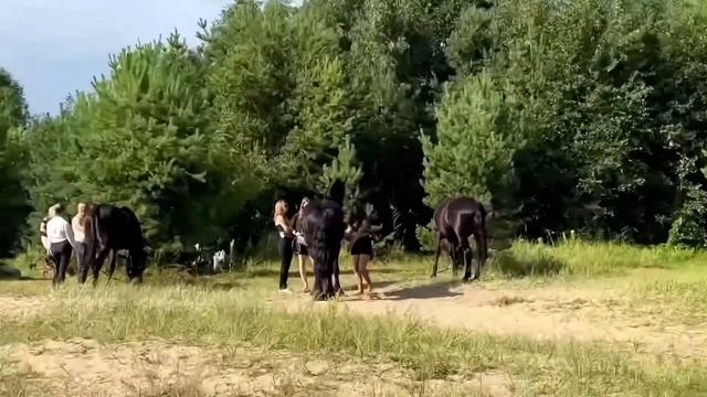 Сестрорецкий курорт. Пляж. Отдых летом в Ленобласти. смотреть онлайн