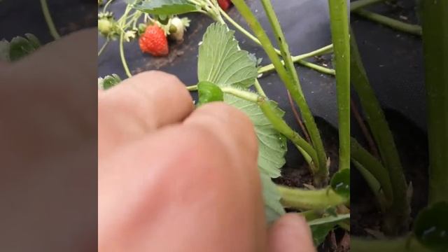 Самая коварная болезнь клубники смотреть онлайн