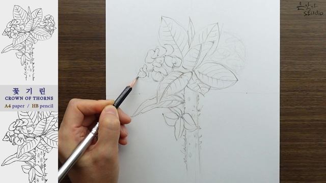 Flower Drawing Crown of thorns | 꽃기린 그리기 | 꽃그림 수업 79-1 смотреть онлайн