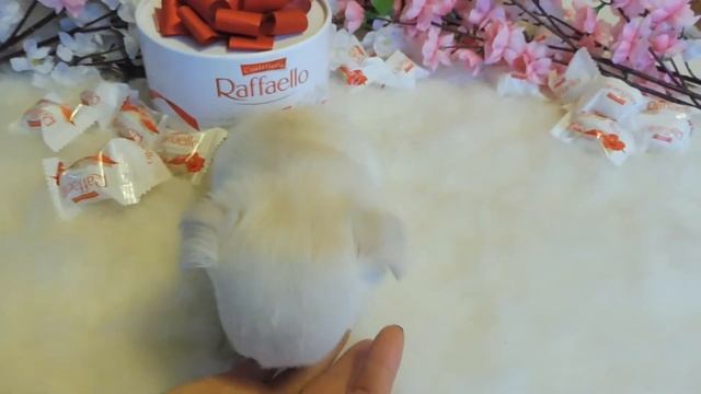 ЧИХУА КАК БЕЛАЯ ЛИЛИЯ ( МАРИ МИСТИК ) ПРОДАЖА ЩЕНКОВ смотреть онлайн