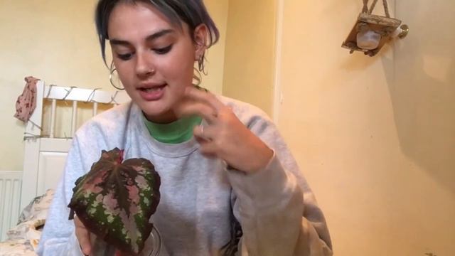 Begonia Rex Propagation! смотреть онлайн
