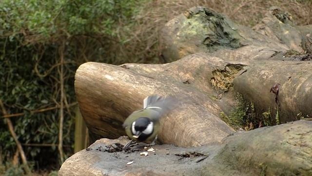 Bird Sounds And Birds Flying In Slow Motion - One Hour