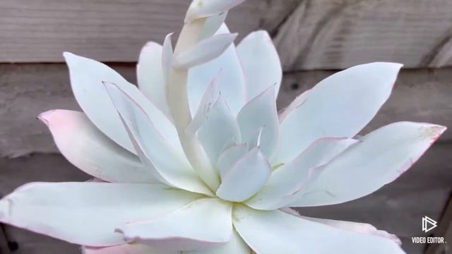 Echeveria Cante смотреть онлайн