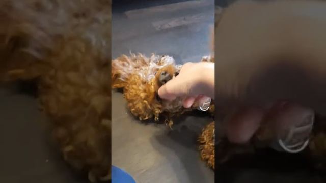 мой пёс абрикос смотреть онлайн