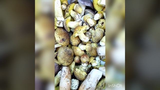 Рядовка зелена ? The row is green mushrooms смотреть онлайн