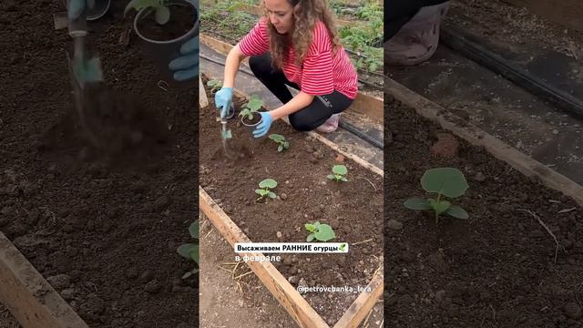 Высаживаем огурцы на самый ранний урожай 🥒 #огород #жизньзагородом #садогород смотреть онлайн
