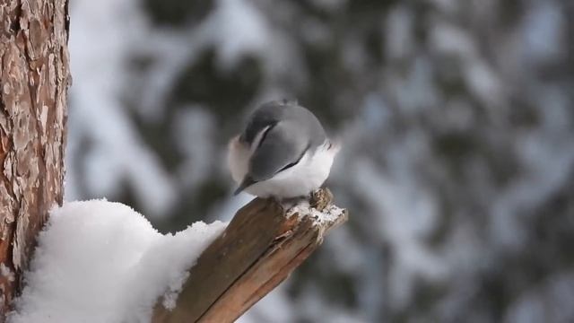 Московка и другие птицы смотреть онлайн