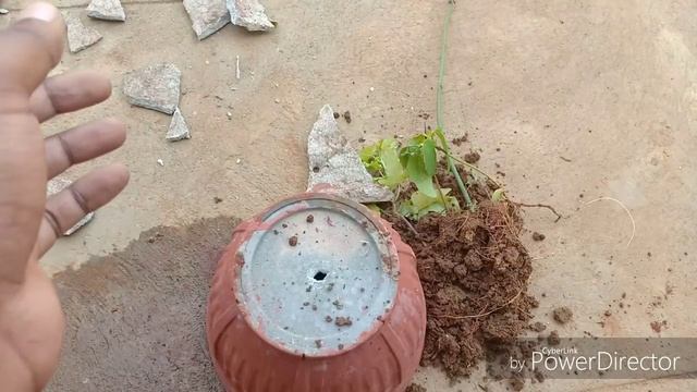 How to transplant and take care of Thunbergia Grandiflora/Bengal Clock Vine (Kukua Loti in Assamese смотреть онлайн