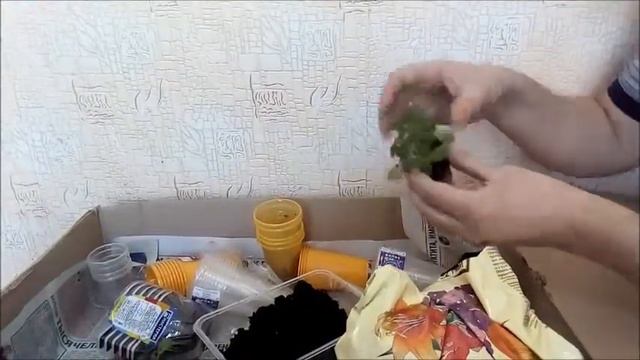 Пикировка глоксинии смотреть онлайн
