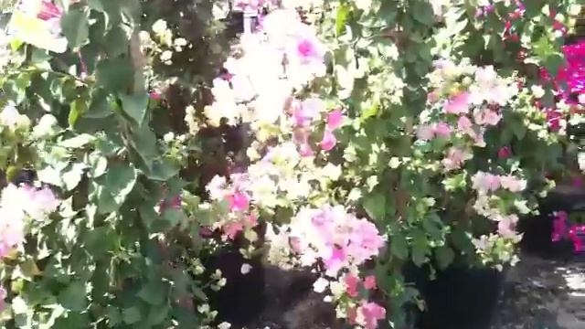 7G Trellis Bougainvillea Assorted Colors2 смотреть онлайн
