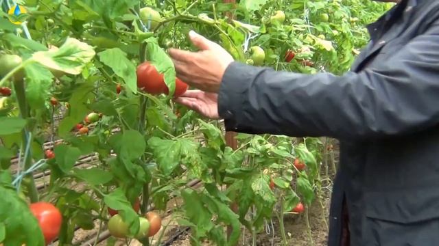 Помидор Пинк Агат радует как всегда! Советы агронома о томатах. смотреть онлайн