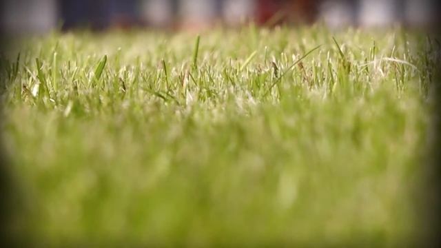 Газон своими руками. вступление