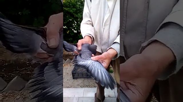 Перо в перо - николаевский голубь - Украина смотреть онлайн