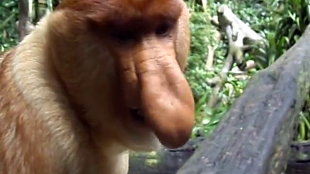 Proboscis monkey at Singapore Zoo смотреть онлайн