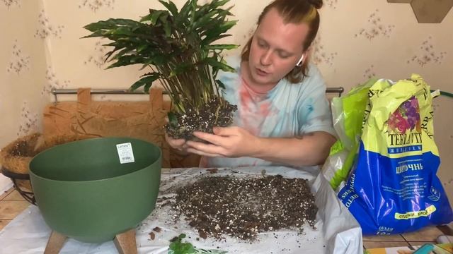 Калатея. Реанимация Калатеи после засухи и пересадка с частичной заменой грунта в новый горшок. смотреть онлайн