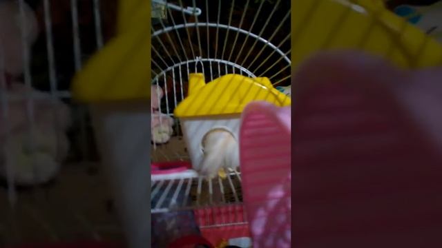 ХОМЯК ЖРЁТ ОРЕХИ смотреть онлайн