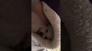 Роды Бишон Фризе 1 декабря  2020 г.