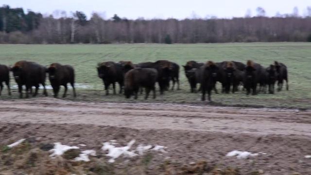 Зубры в дикой природе. смотреть онлайн