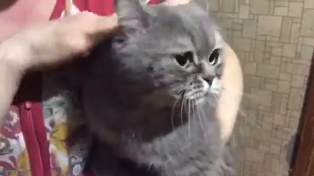 Найден кот! Срочно! #йошкарола смотреть онлайн