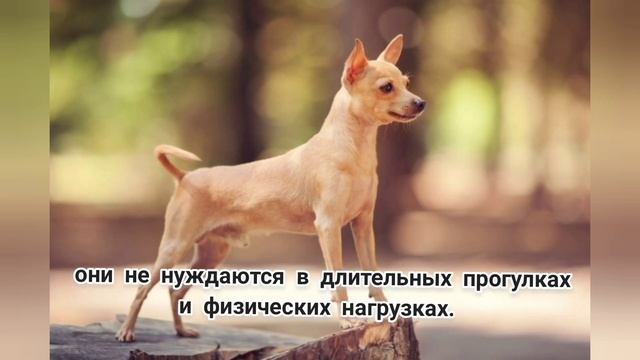 Русский той терьер. Все о породе Той терьер. Той терьер смотреть онлайн