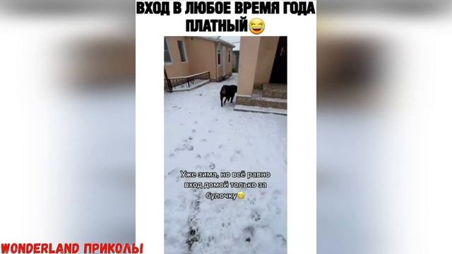 Видео Приколы Jokes #102 самые топовые лучшие приколы Юмор 2021 смотреть онлайн
