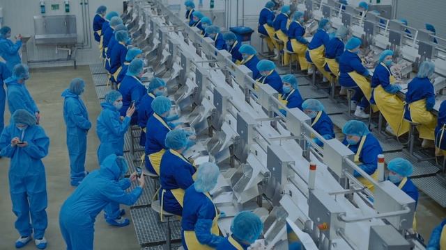 То, чего вы не знали о сельди смотреть онлайн