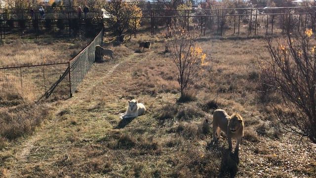 Средний прайд ест, остальные вместе с вожаком ждут) Тайган The middle pride is eating) Taigan смотреть онлайн