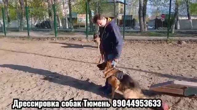 Дрессировка собак Тюмень смотреть онлайн