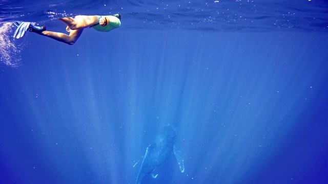 Meditation Singing Whales смотреть онлайн