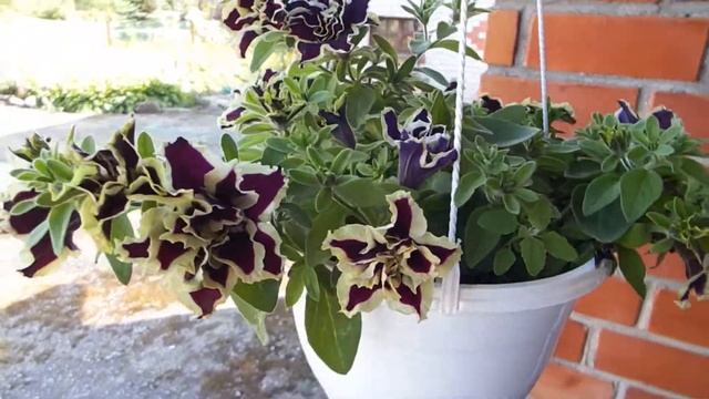 Петуния Гибрида Пируэт смотреть онлайн