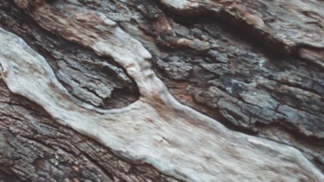 Capturing Hidden Worlds in Golden Gate Park смотреть онлайн