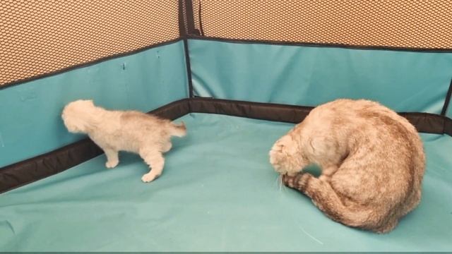Милые Мама Кошка со своим 2 месячным Котёнком смотреть онлайн