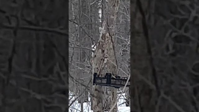 Дятел в лесу ❄ The Woodpecker in the forest смотреть онлайн